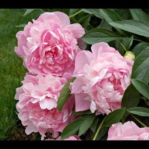 Meet your Posher, Melanie